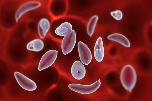 Porozumění infekci toxoplasma gondii u koček a psů: příznaky, diagnostika a léčba
