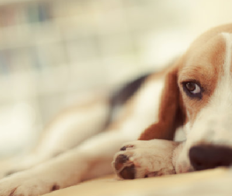 Testovací souprava Brucella canis (B. Canis AB): Rychlá diagnostika pole pro brucelózu v hospodářských zvířatech