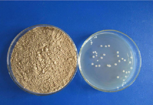 LB médium (Lennox) granule od Babio: vysoce kvalitní kultivační média pro E. coli Research