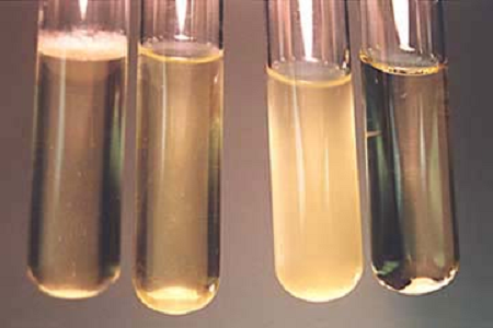 Babio uvádí na trh vysoce výkonný bujón pro infuzi mozku a srdce pro globální mikrobiologické laboratoře