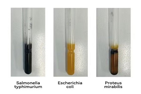 BABIO uvádí na trh vysoce výkonné transportní médium (typ SS) pro spolehlivý globální přenos mikrobiálních vzorků