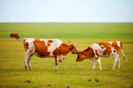 BABIO představuje vysoce citlivý rychlotest pro březost skotu pro moderní chov skotu