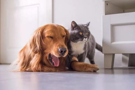 BABIO rozšiřuje portfolio rychlých veterinárních testů pro globální péči o domácí mazlíčky
