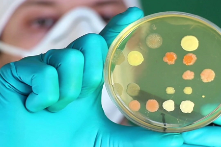 Podpora pokročilé mikrobiologie: BABIO uvádí na trh připravený bujón pro infuzi mozku a srdce