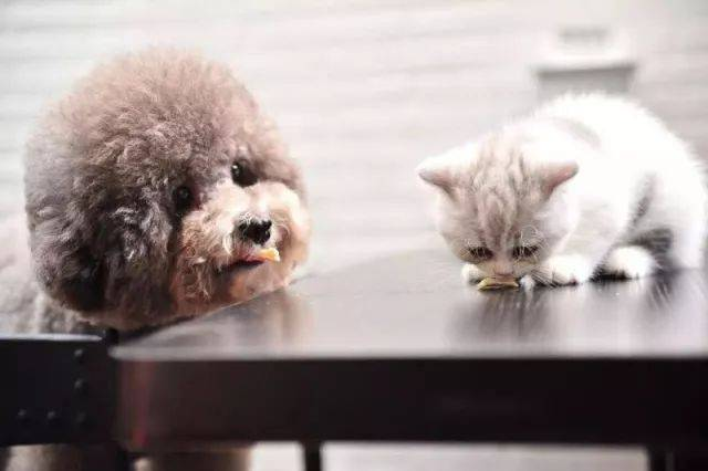 BABIO uvádí na trh celosvětově připravené testovací sady pro domácí mazlíčky na podporu rostoucí poptávky v Evropě, Americe, Africe a jihovýchodní Asii