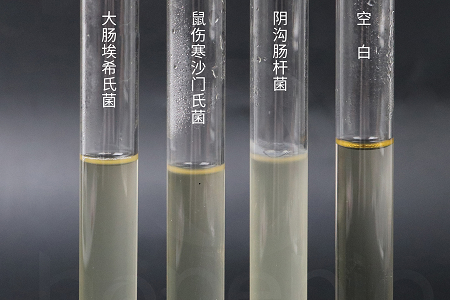 Babio Biotechnology uvádí na trh vysoce výkonný bujón pro infuzi mozku a srdce pro spolehlivou mikrobiální kultivaci