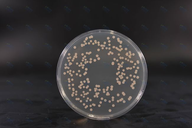 Kultivační médium BABIO SDA podporuje spolehlivou kultivaci hub a mikrobiologické testování